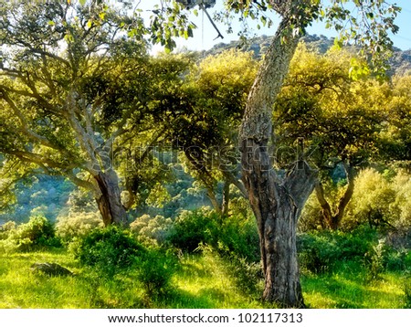 cork trees in the natural park parque de los alcornocales en Algeciras, Spain