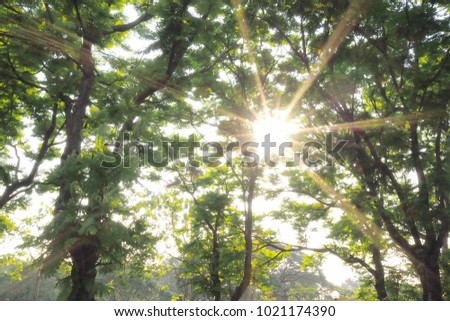 Light flare nature background,Shade and tranquility,Nature art green tree with leaves texture,Big tree in the garden. Royalty-Free Stock Photo #1021174390