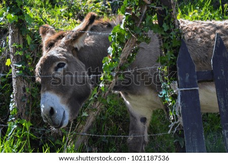 A nice Donkey in Spain