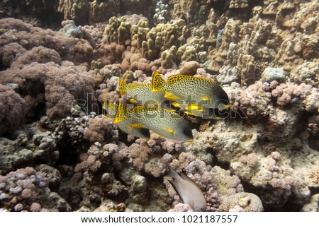 Underwater world - group of blackspotted african grunt fish swimming in a clear red sea water with reef background on a sunny day with natural light