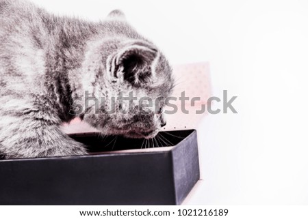 Scottish Straight kitten with gift box on white background. pet and domestic animal.