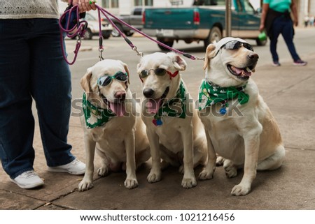 Saint Patrick's Day Dogs