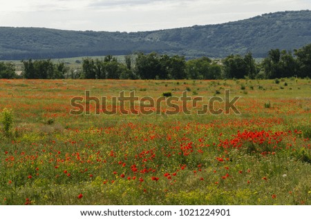 Poppy fields in Crimea in Bakhchisaray, Russia.