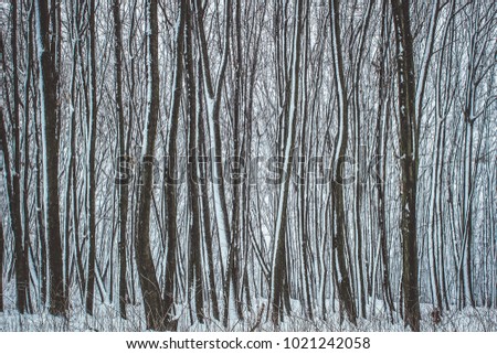 Forest nature landscape in the mountains with many trees in winter time, white color and wood texture for background or wallpaper without some text, description or inscription 