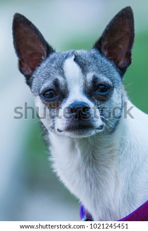Close-up of a chihuahua dog