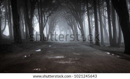 Path in a forest covered with mist. Arched tree branches Royalty-Free Stock Photo #1021245643
