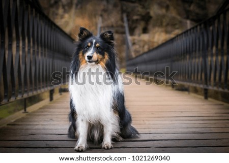 Tricolor amazing sheltie dog sitting on the bridge.