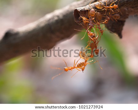 red ant teamwork in green nature or in the garden