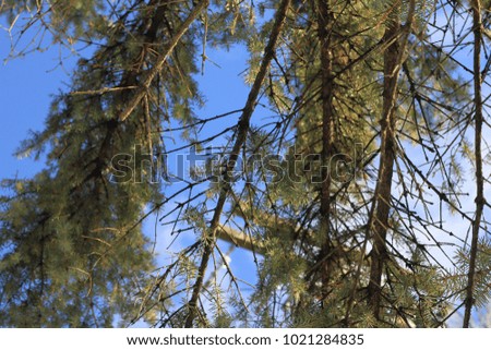 pine and sky background