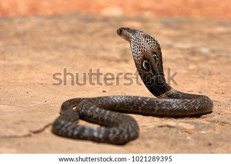 The South Asian cobra  in Sri Lanka