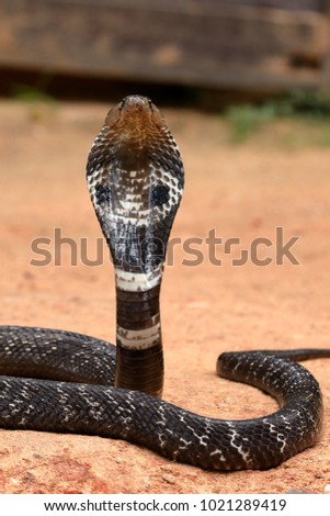 The South Asian cobra  in Sri Lanka
