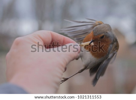 robin feeding from human hand
