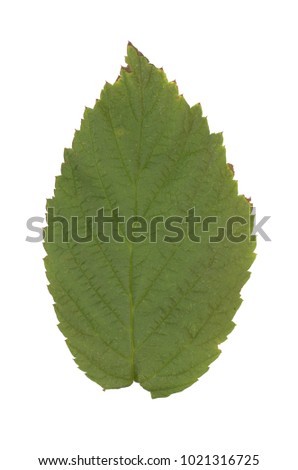 High resolution leaf texture scan