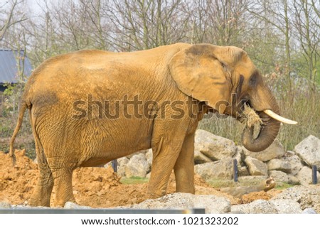 An elephant in a park in England, who shows signs of being in musth, seen eating hay.