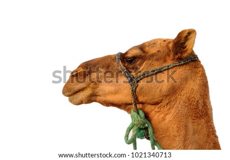 Portrait of a camel isolated on the white background
