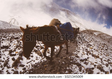 Horse in Nepal, Annapurna circuit trek