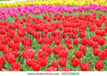 Colorful red, pink and yellow tulips