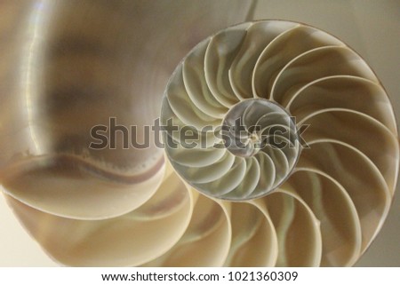 Fossil golden ratio Royalty-Free Stock Photo #1021360309
