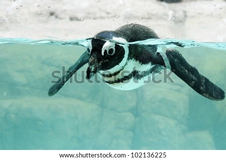 Picture of a swimming pengum at zoo.