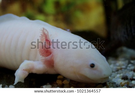 Axolotl, also known as Mexican salamander or a Mexican walking fish. 