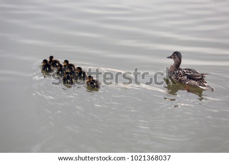 Mother protects their young floating after the farm pond 