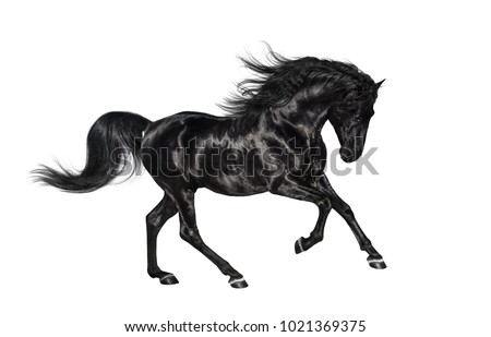 Galloping shiny black Andalusian stallion isolated on white background.