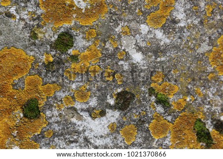 Close up view of a grey flat stone speckled with lichens. Pattern and textured surface with green, yellow, orange, grey and white colors. Abstract outdoor natural view. Picture taken in France. 