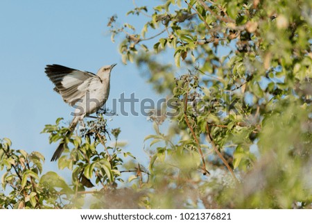 Northern mockingbird taking flight