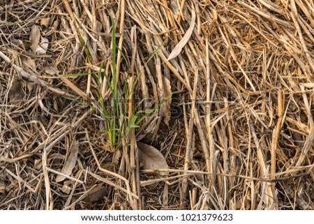 green plant with straw rice background, hope of life in rainless season, forest and nuture concept.