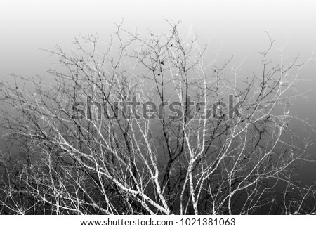Branches of a tree in black and white with gradient background