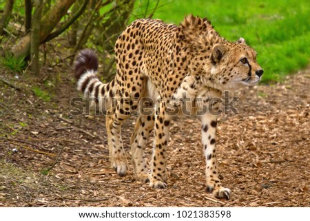 A cheetah, in a wildlife park, in England.