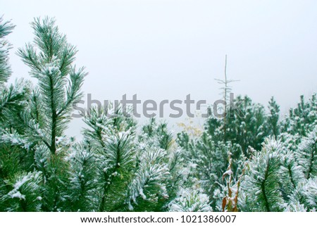 Pine branches covered with first snow. Fog in the forest