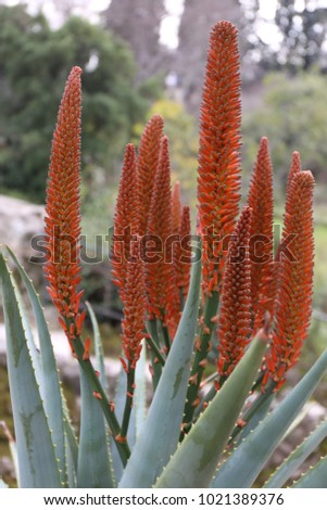 Close up view of red hybrid aloe flowers. Vertical natural colorful elements taken in the botanical park of Montpellier France. Red and vivid orange colors. Green background. Natural macro picture.