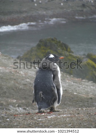 Lonely young gentoo penguin on ground, Antarctica