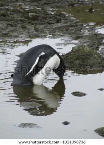 Gentoo penguin reflecting in a puddle of water, Antarctica