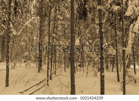 Winter forest in old style photo