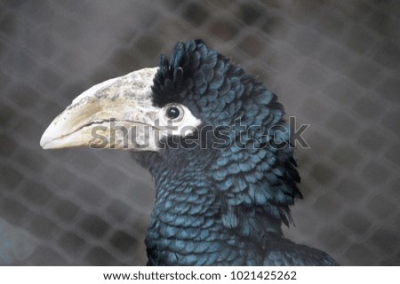 black toucan profile with chain link fence in background