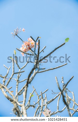 flower dry tree branches in blue sky