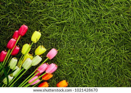Colorful tulips in a field. Spring - poster with free text space, Flat lay, top view. Valentines background. Horizontal, wide screen format, toned