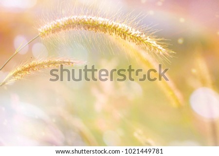 Soft image of beautiful grass in the morning with bokeh and sunlight. Autumn meadow field background. Feel fresh. Good weather. Romantic sweety and relaxing.
