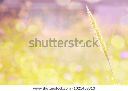 Soft image of field grass in the morning with sunlight and golden bokeh. Sweet background. Feel fresh and warm. Good weather. 