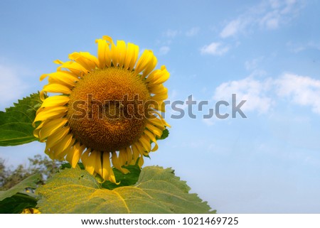 Landscape view of beautiful sunflowers field blooming, close up sunflowers from garden with blue sky against a bright, sunflowers oil for improves skin health and promote cell