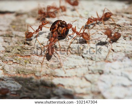 Working red ants