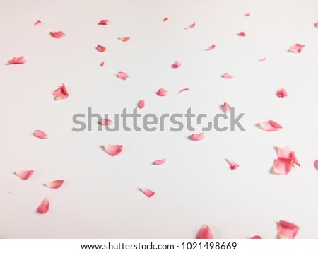 Colorful roses for background. And rose petals