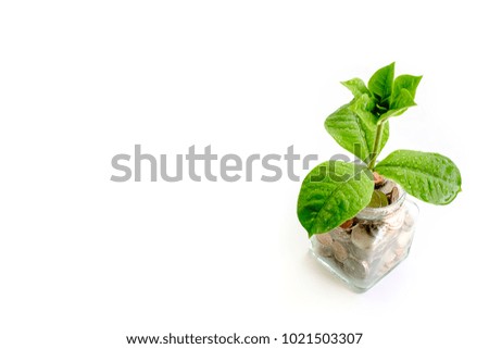 Fresh green tree with water drop on leaves growing from coins in the glass jar on white background and copy space for business and financial growth concept