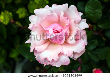 A exceptionally beautiful light pink rose in full summer bloom. The petals are shaped into a delicate spiral.