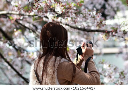 A woman is taking Sakura picture , Tokyo Japan