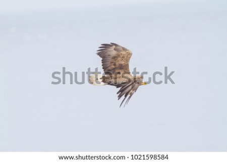 White-tailed eagle, White-tailed eagle on the Noshi peninsula, Bird of prey, Hokkaido's White-eagle, Eagle
