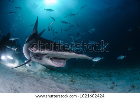 Hammerhead Shark Swimming among Divers with Open Mouth in Bahamas Royalty-Free Stock Photo #1021602424