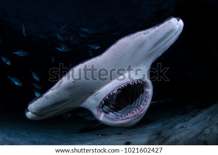 Hammerhead Shark with Open Mouth Showing Teeth in Dark Waters of Bahamas Royalty-Free Stock Photo #1021602427